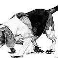 Beagle on the Hunt