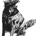 Flat Coat